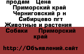 продам › Цена ­ 10 000 - Приморский край, Черниговский р-н, Сибирцево пгт Животные и растения » Собаки   . Приморский край